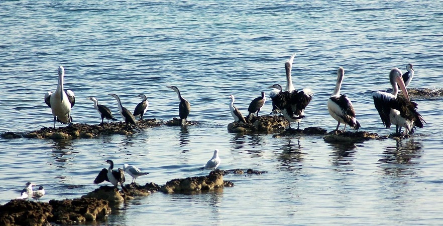Jackson's Beach, Mt Eliza, Cormorant, pelican, crested tern. Williams Road, beach